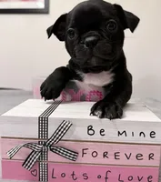 Juju, a female Frenchton for sale in Junction City, OR – Photo 3 of 3