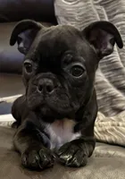 Juju, a female Frenchton for sale in Junction City, OR – Photo 1 of 3