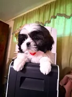 Amy, a female Shih Tzu for sale in Las Vegas, NV – 1 of 2