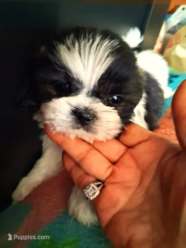 Amy – Shih Tzu puppy for sale in Las Vegas, NV
