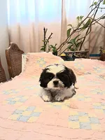 Amy, a female Shih Tzu for sale in Las Vegas, NV – 2 of 2