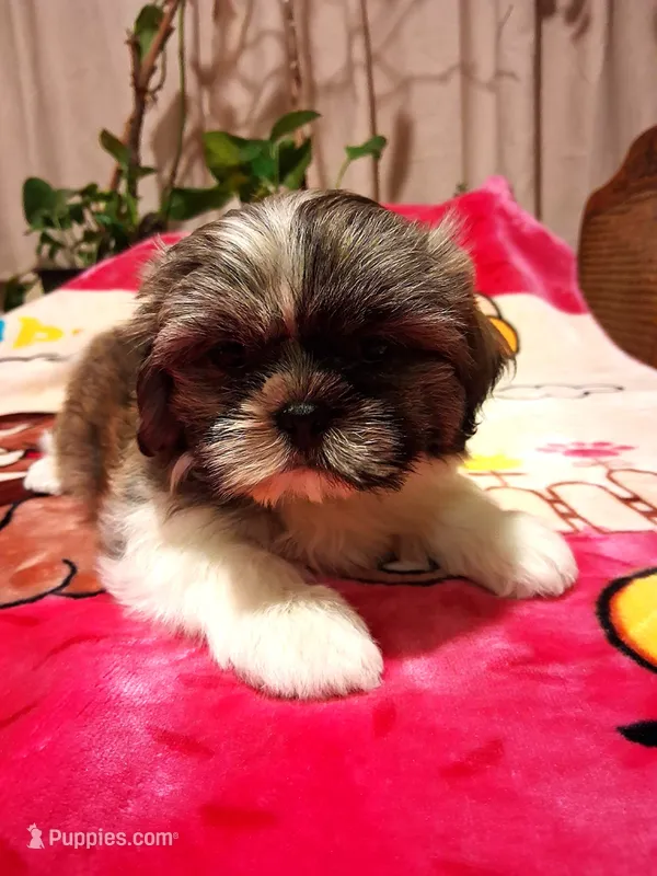 Lucky – Shih Tzu puppy for sale in Las Vegas, NV