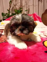 Lucky, a male Shih Tzu for sale in Las Vegas, NV – 1 of 1