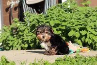 Riley , a male Yorkshire Terrier for sale in Baltic, OH – 7 of 10