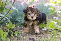 Sadie, a female Yorkipoo for sale in Baltic, OH – 3 of 10