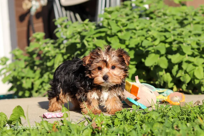 Bella, a female Yorkshire Terrier for sale in Baltic, OH – 1 of 8