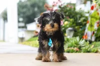 Charlie, a male Yorkipoo for sale in Baltic, OH – 3 of 6