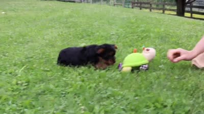 Bear, a male Yorkshire Terrier for sale in Baltic, OH – 7 of 7