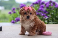Ruby, a female Yorkipoo for sale in Baltic, OH – 3 of 8