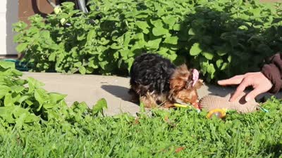 Bella, a female Yorkshire Terrier for sale in Baltic, OH – 8 of 8