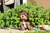 Leo , a male Yorkshire Terrier for sale in Baltic, OH – 2 of 9