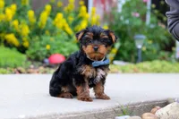 Bear, a male Yorkshire Terrier for sale in Baltic, OH – 3 of 7