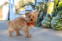 Scooter, a male Yorkshire Terrier for sale in Baltic, OH – 3 of 7