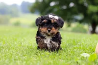 Jewel, a female Yorkipoo for sale in Baltic, OH – 5 of 6