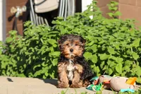 Leo , a male Yorkshire Terrier for sale in Baltic, OH – 4 of 9