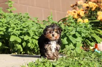 Riley , a male Yorkshire Terrier for sale in Baltic, OH – 3 of 10