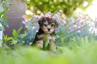 Sadie, a female Yorkipoo for sale in Baltic, OH – 8 of 10