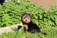 Winnie, a female Yorkshire Terrier for sale in Baltic, OH – 2 of 10