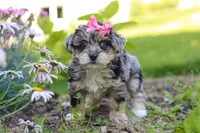 Ellie, a female Yorkipoo for sale in Baltic, OH – 7 of 8