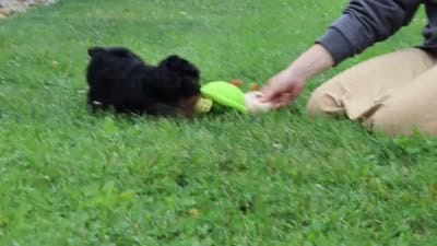 Charlie, a male Yorkipoo for sale in Baltic, OH – 7 of 7