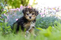 Sadie, a female Yorkipoo for sale in Baltic, OH – 4 of 10