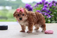 Ruby, a female Yorkipoo for sale in Baltic, OH – 4 of 8