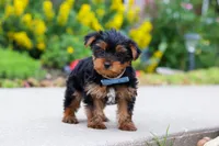 Bear, a male Yorkshire Terrier for sale in Baltic, OH – 4 of 7