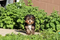 Riley , a male Yorkshire Terrier for sale in Baltic, OH – 8 of 10