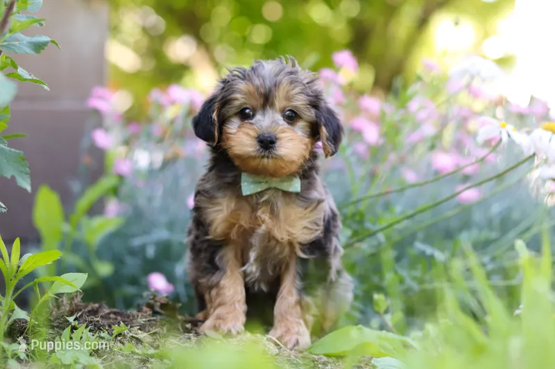 Lincoln – Yorkipoo puppy for sale in Baltic, OH
