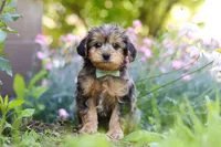 Lincoln, a male Yorkipoo for sale in Baltic, OH – 1 of 9