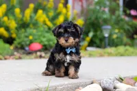 Charlie, a male Yorkipoo for sale in Baltic, OH – 3 of 7
