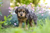 Lincoln, a male Yorkipoo for sale in Baltic, OH – 4 of 9