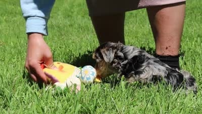 Ellie, a female Yorkipoo for sale in Baltic, OH – 8 of 8