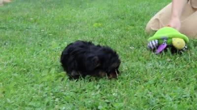 Jewel, a female Yorkipoo for sale in Baltic, OH – 6 of 6