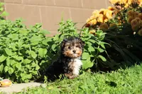 Riley , a male Yorkshire Terrier for sale in Baltic, OH – 9 of 10