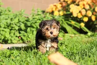 Leo , a male Yorkshire Terrier for sale in Baltic, OH – 6 of 9