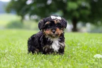 Jewel, a female Yorkipoo for sale in Baltic, OH – 4 of 6