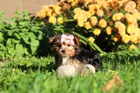 Bella, a female Yorkshire Terrier for sale in Baltic, OH – 5 of 8