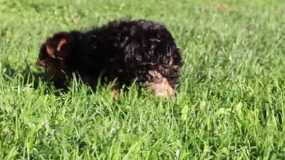 Leo , a male Yorkshire Terrier for sale in Baltic, OH – 9 of 9