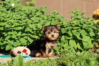 Winnie, a female Yorkshire Terrier for sale in Baltic, OH – 7 of 10