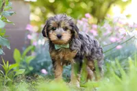 Lincoln, a male Yorkipoo for sale in Baltic, OH – 5 of 9