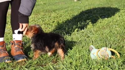 Bella, a female Yorkshire Terrier for sale in Baltic, OH – 6 of 6