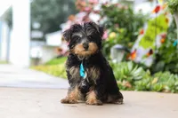 Charlie, a male Yorkipoo for sale in Baltic, OH – 1 of 6
