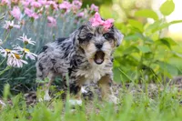 Ellie, a female Yorkipoo for sale in Baltic, OH – 3 of 8