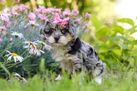 Ellie, a female Yorkipoo for sale in Baltic, OH – 4 of 8