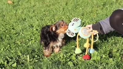 Atlas, a male Yorkshire Terrier for sale in Baltic, OH – 6 of 6