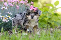 Ellie, a female Yorkipoo for sale in Baltic, OH – 2 of 8