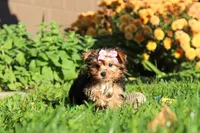 Bella, a female Yorkshire Terrier for sale in Baltic, OH – 7 of 8