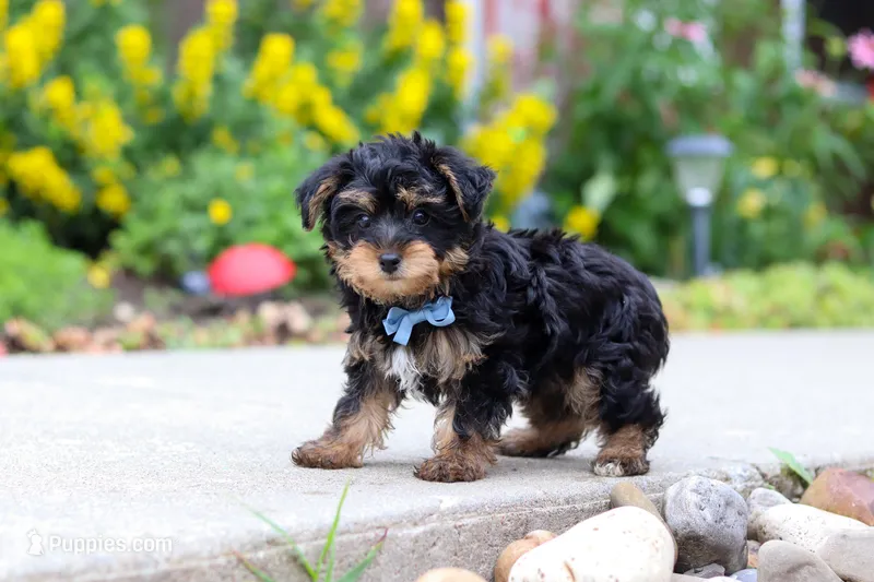 Charlie – Yorkipoo puppy for sale in Baltic, OH