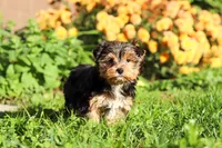 Leo , a male Yorkshire Terrier for sale in Baltic, OH – 7 of 9